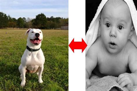 How Old is American Bulldog in Human Age? American Bulldog …