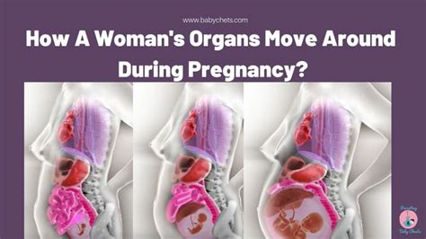 How Organs Move During Pregnancy to Make Room for a …