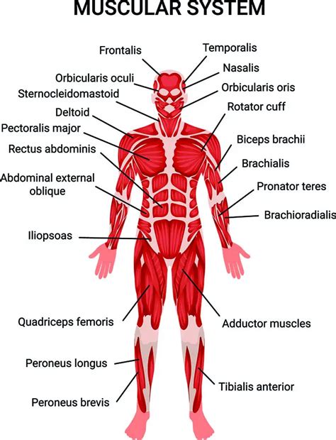 How Our Muscles Work