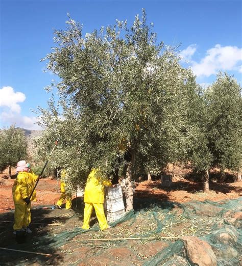 How Our Olives Are Grown ⋆ Morocco Gold Olive Oil