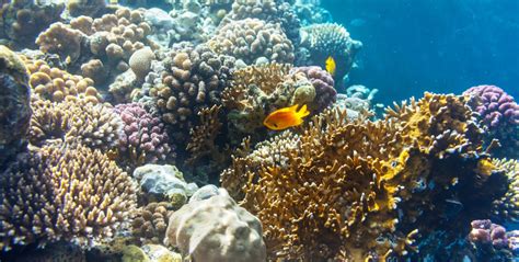 How Overfishing Is Destroying Coral Reefs – The ABCD of Marine