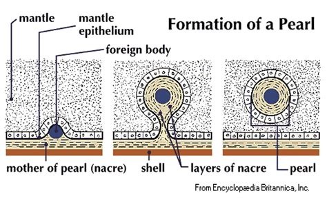 How Pearls Form