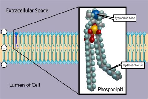 How Phospholipids Help Hold a Cell Together