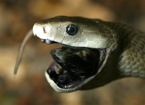 How Quick Can A Black Mamba Kill You? - Reptile Link