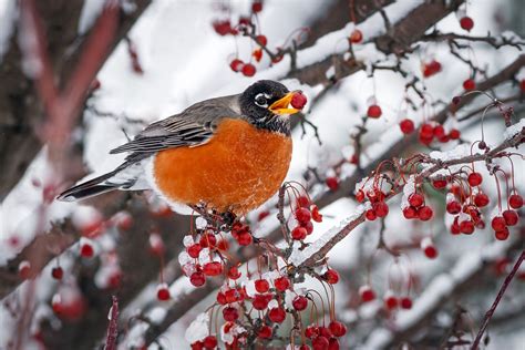 How Robins Survive The Winter: Find Food And Shelter