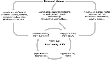 How Sickle Cell Disease Impairs Skeletal Muscle Function