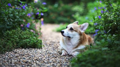 How Smart Are Corgis: Here