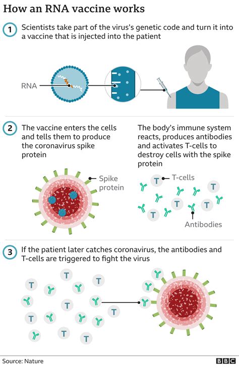 How Soon Does the COVID Vaccine Work? Pfizer, …