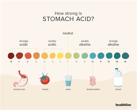 How Strong Is Stomach Acid? Plus What to Do When Acid Levels …