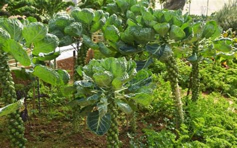 How Tall Do Brussels Sprouts Grow? - GardeningBank