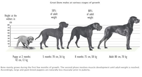 How Tall Do Great Danes Get? (with Growth & Weight Chart)