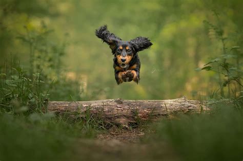 How To: Photograph Dogs Running – Action Photography 101