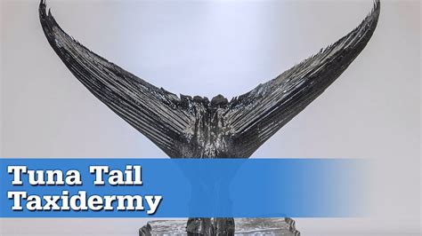 How To: Tuna Tail Taxidermy at Home - YouTube