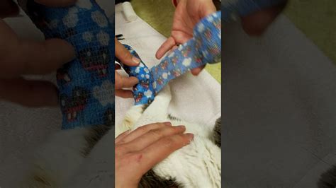 How To Bandage A Cat Paw - All about cats