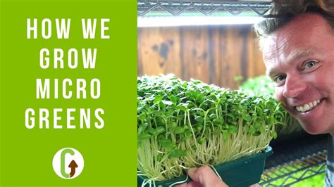 How To Bottom Water Microgreens - Micro Farm Guru