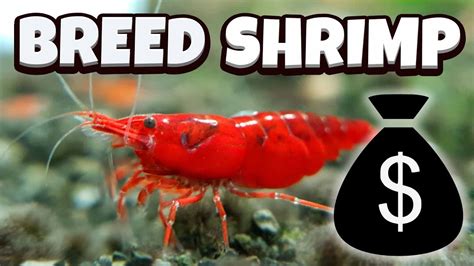 How To Breed Shrimps Easily? [Full Guide] - YouTube