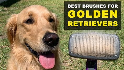 How To Brush A Golden Retriever Puppy