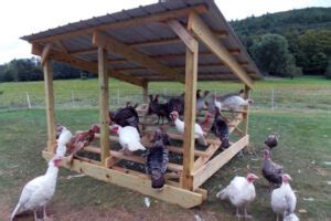How To Build A Turkey Coop A StepByStep Guide The Tiny Life
