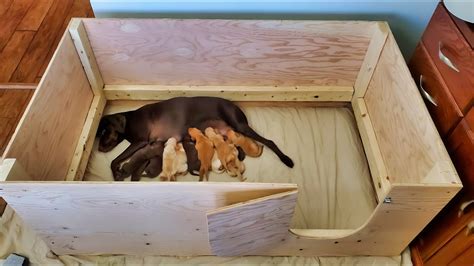 How To Build The Best Whelping Box Ever QuickWhelp Video Assembly