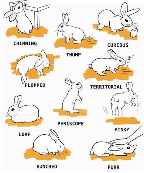 How To Care For A Bunny