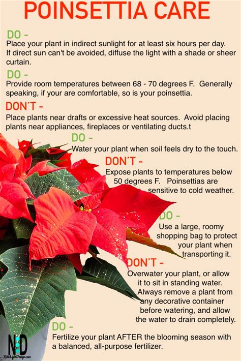 How To Care For A Poinsettia