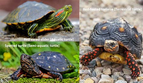 How To Care For A Turtle