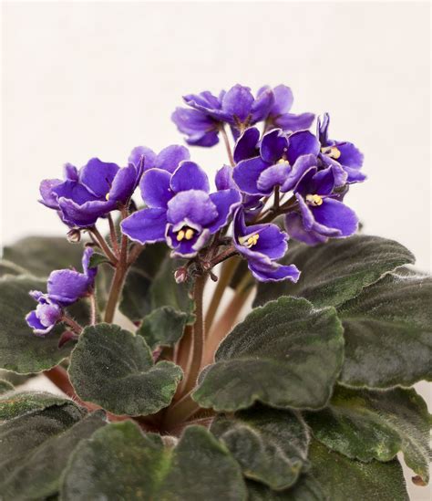 How To Care For African Violets