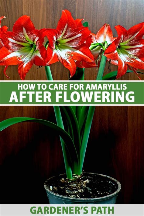 How To Care For An Amaryllis