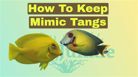 How To Care For Chocolate (Mimic) Tangs (Surgeonfish)