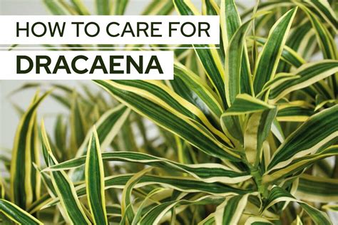 How To Care For Dracaena