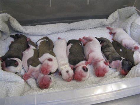 How To Care For English Bulldog Newborn Puppies