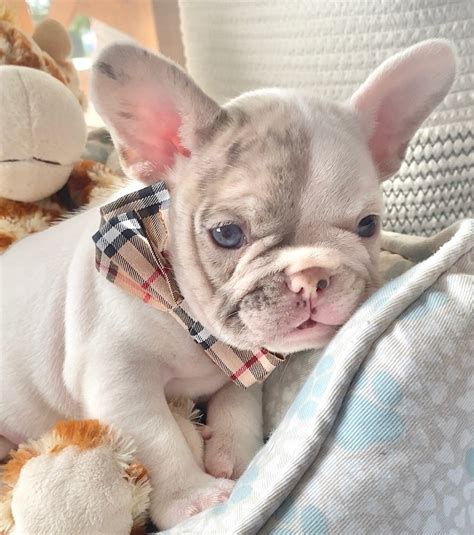 How To Care For French Bulldog Puppies