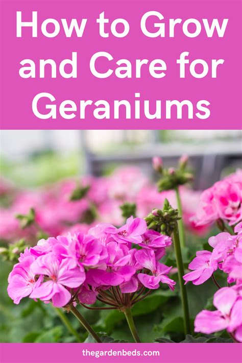 How To Care For Geraniums