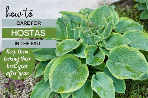 How To Care For Hostas
