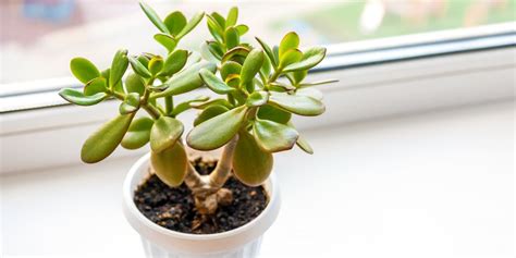 How To Care For Jade Plant