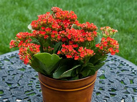 How To Care For Kalanchoe