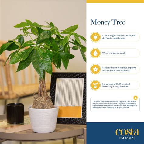 How To Care For Money Tree