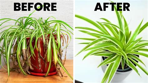 How To Care For Spider Plants