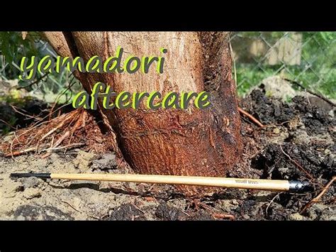 How To Care For Yamadori After Collecting? All You Need To Know!