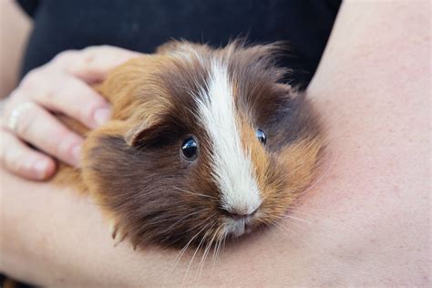 How To Care Of Guinea Pigs