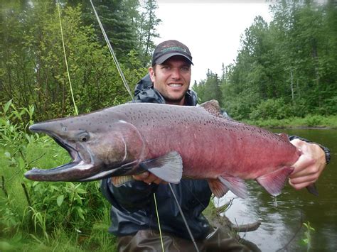 How To Catch King Salmon In Alaska Teesnature