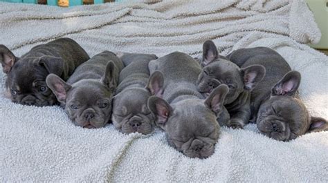How To Choose A French Bulldog Puppy