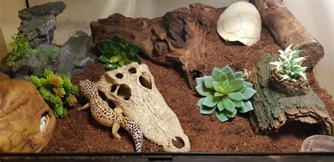 How To Choose The Perfect Tank For a Leopard Gecko