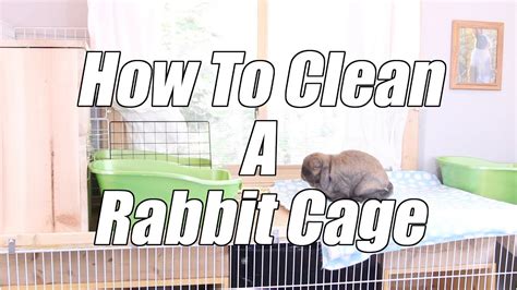 How To Clean A Rabbit Cage The Ultimate Guide