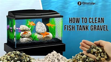 How To Clean Fish Tank Gravel Without A Vacuum (In 4 Steps)