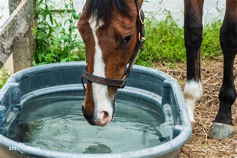 How To Clean Horse Water Trough [4 Steps to Follow] - HorseVills