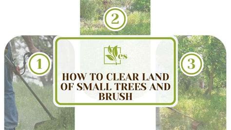 How To Clear Land of Small Trees and Brush – Steps To Take