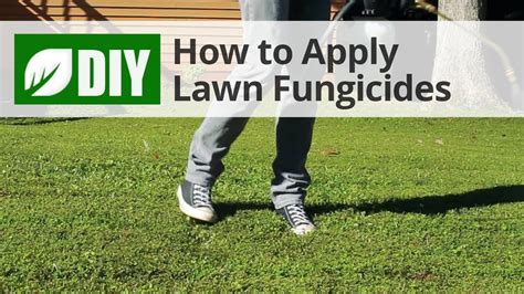 How To Control Fungus In Lawn - MasterYourNails.com