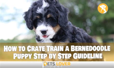 How To Crate Train A Bernedoodle Puppy