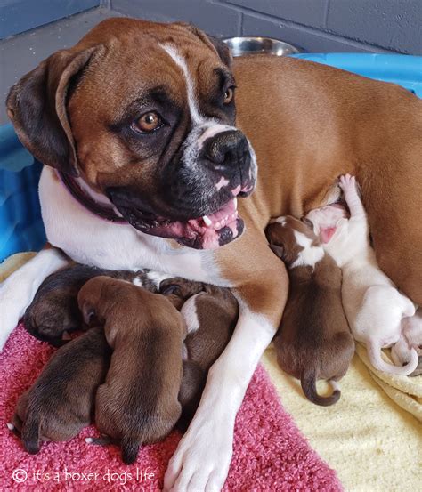 How To Deliver Boxer Puppies